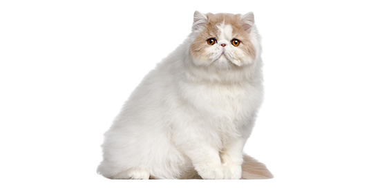 chihuahua cepillado y corte