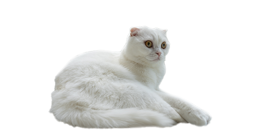 chihuahua ba&ntilde;o