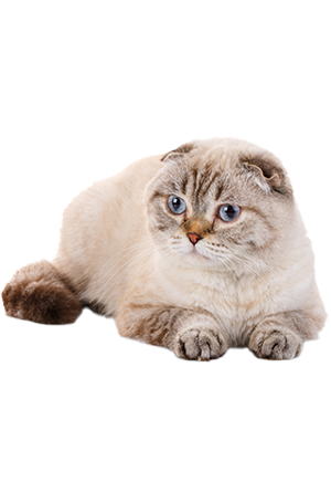 Gato Scottish Fold