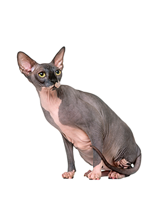Gato Sphynx