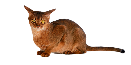 chihuahua cepillado y corte