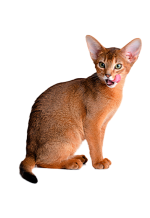 Gato Europeo Común Gato Europeo Común