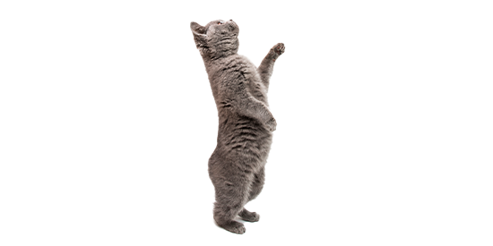 chihuahua ba&ntilde;o