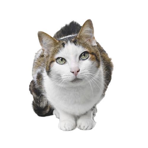 Como es el gato europeo común