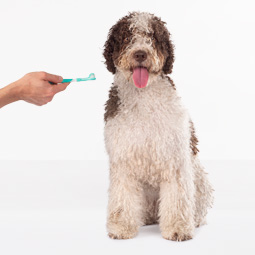 higiene y salud para perros