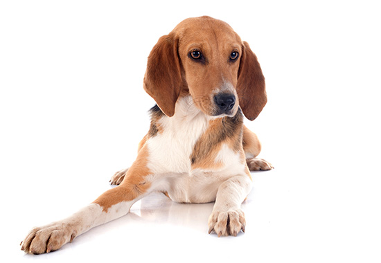 caracteristicas del Harrier