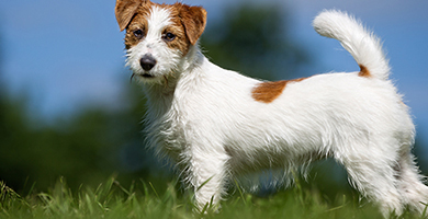 Care for the Rough Coated Jack Russell brushing bathing and grooming