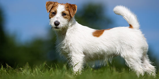 Care for the Rough Coated Jack Russell brushing bathing and grooming