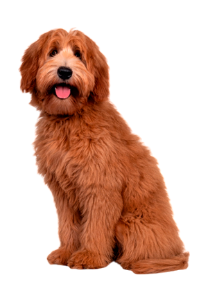 Labrodoodle