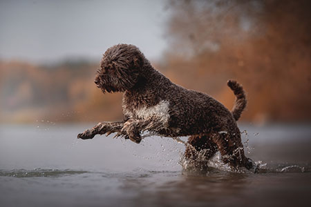 Lagoto Romagnolo ba&ntilde;o