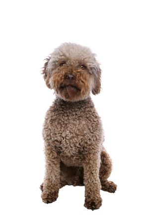 Lagotto Romagnolo