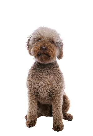 Lagotto Romagnolo