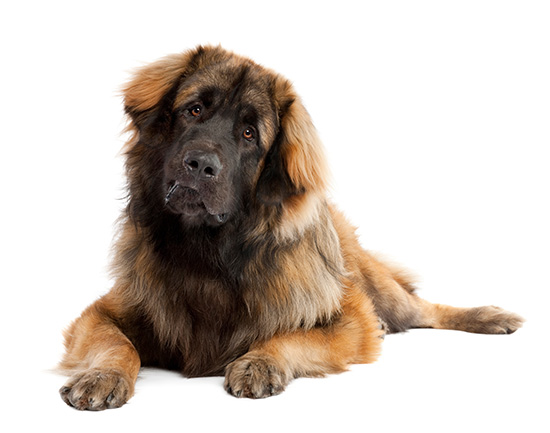 Leonberger higiene