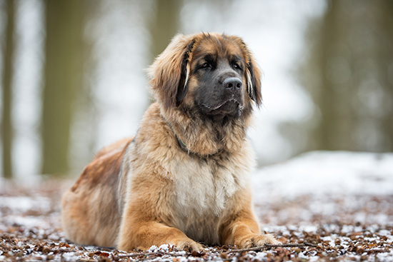 Leonberger cepillado y corte