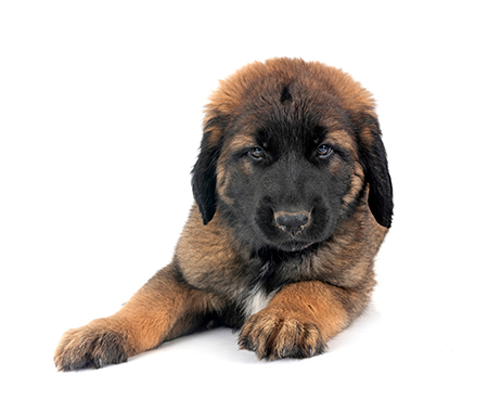 caracteristicas del Leonberger