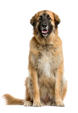 Leonberger