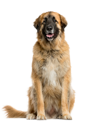 Leonberger