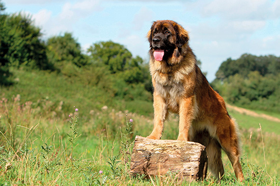 Leonberger baño