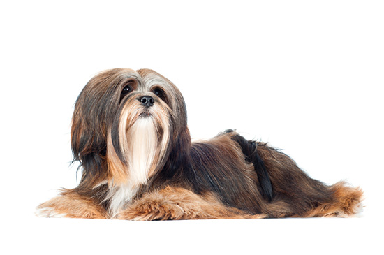 Lhasa Apso cepillado y corte