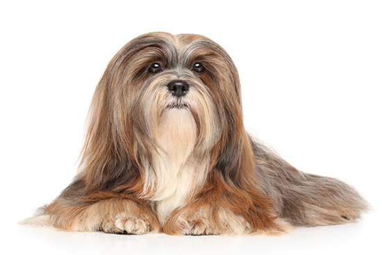 caracter&iacute;sticas del Lhasa Apso