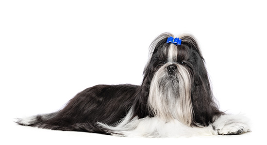 Lhasa Apso ba&ntilde;o