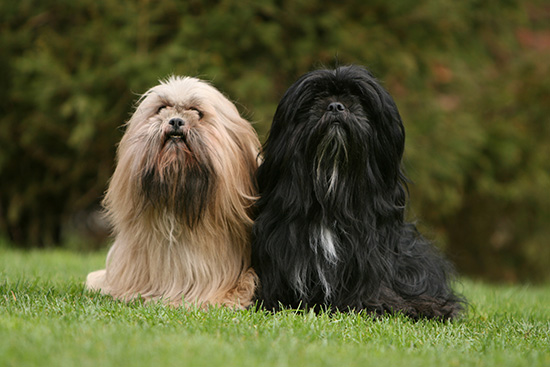 Lhasa Apso higiene