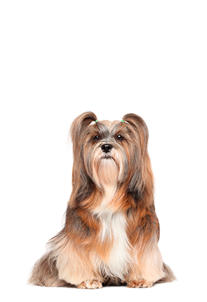 Lhasa Apso