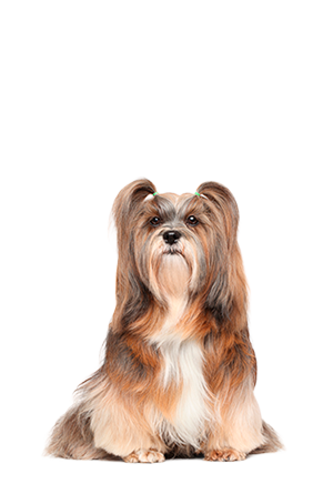 Lhasa Apso 