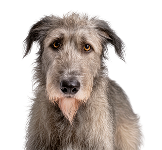 caracter&iacute;sticas del Lobero irland&eacute;s