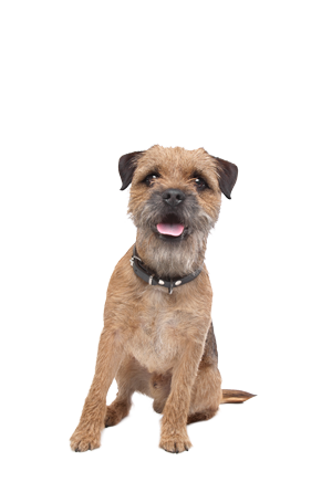 Border Terrier