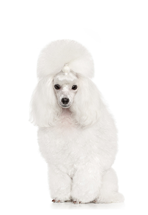 Miniature Poodle