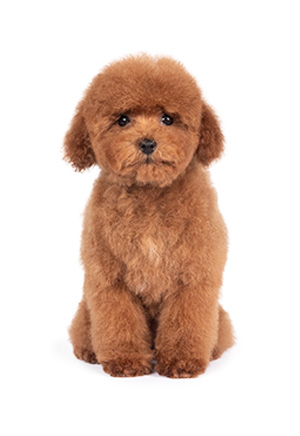 Caniche toy o enano marr&oacute;n