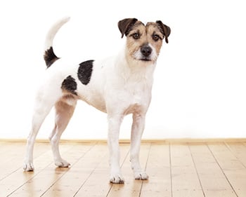 Parson Russell Terrier higiene