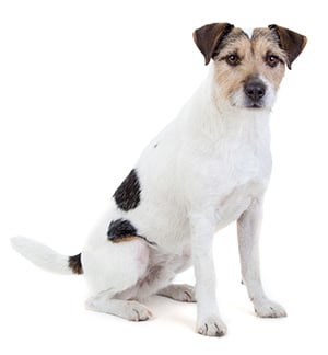caracter&iacute;sticas del Parson Russell Terrier
