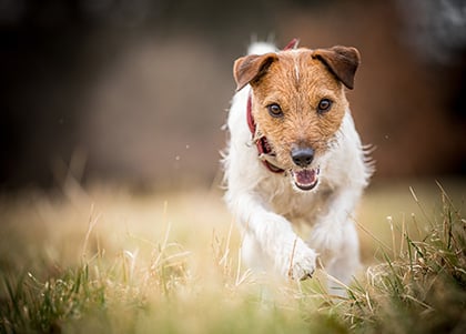 Parson Russell Terrier cepillado y corte
