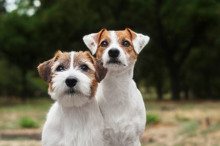 Parson Russell Terrier ba&ntilde;o