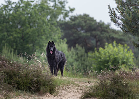 Pastor Belga Groenendael ba&ntilde;o