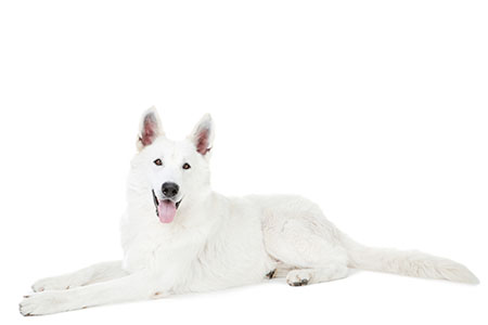 Pastor Blanco Suizo ba&ntilde;o