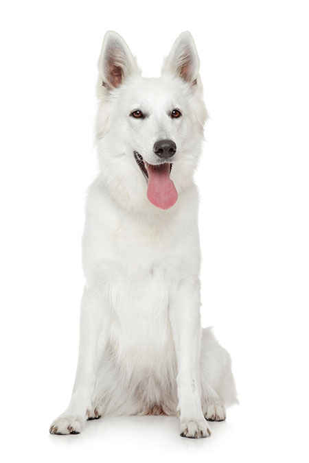 caracteristicas del Pastor Blanco Suizo