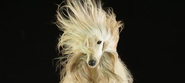 Peluquería Canina