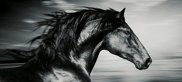 Peluquería Equina