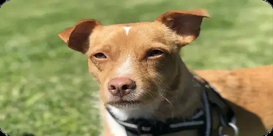 jack russell pelo duro baño