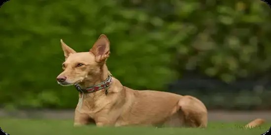jack russell pelo duro cepillado y corte