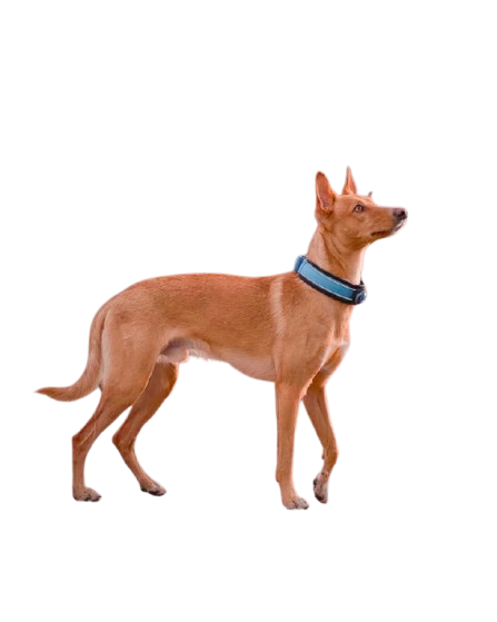 Jack Russell terrier Pelo Duro