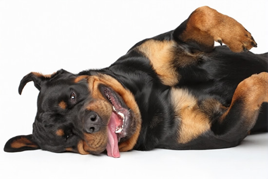 Rottweiler_higiene