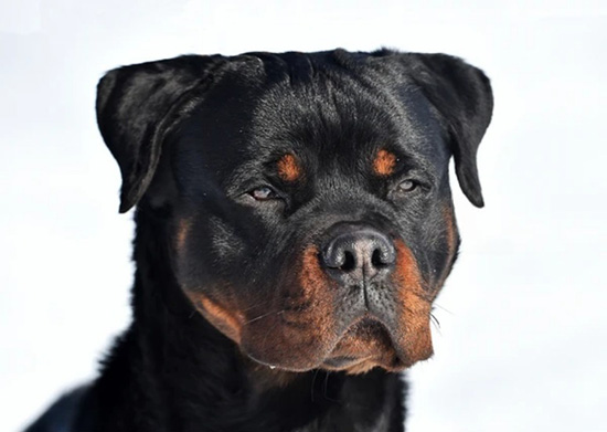 Rottweiler, como es?