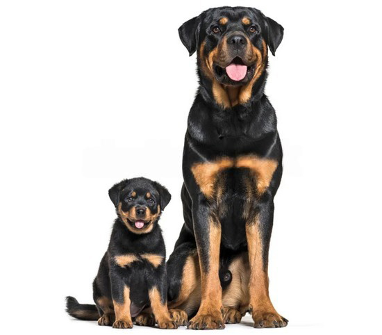 Rottweiler baño