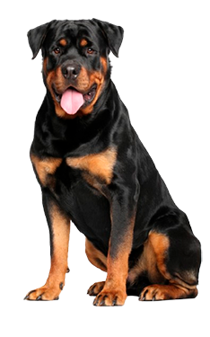 Rottweiler_cuidados