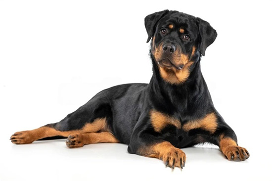 chihuahua cepillado y corte