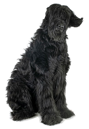 Schnauzer Gigante Schnauzer Gigante